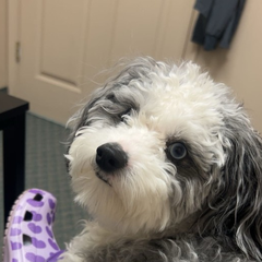 Bruno, the office puppy.